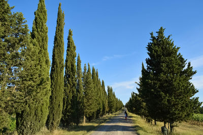 Panoramic view of road amidst trees against sky
