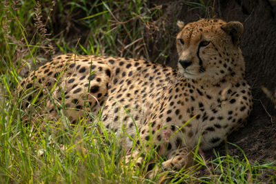 View of a cat on grass