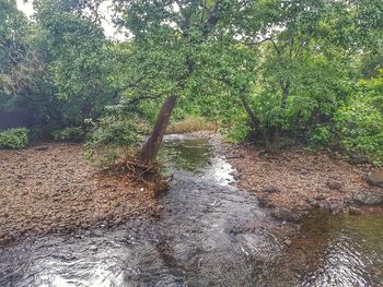 Scenic view of forest