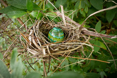 High angle view of bird in nest