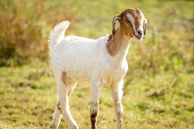 Portrait of sheep standing in a field