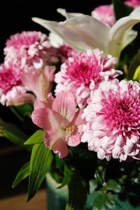 Close-up of pink flowers
