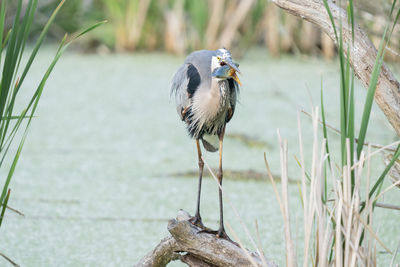 Close-up of bird perching on field