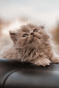 Close-up portrait of cat on sofa