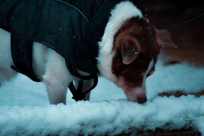 Close-up of a horse on snow