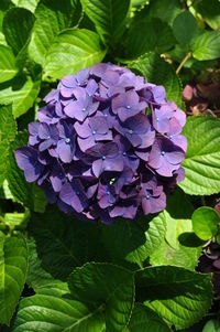 Close-up of purple flowers