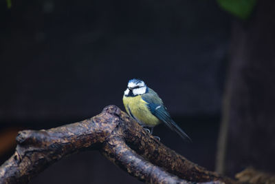 Close-up of bird perching on branch