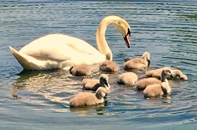 Swans swimming in lake