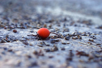 Close-up of apple on snow