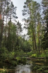 Trees growing in forest against sky