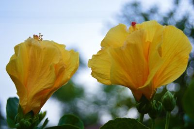 Close-up of yellow flower blooming against sky