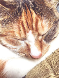 Close-up of cat sleeping