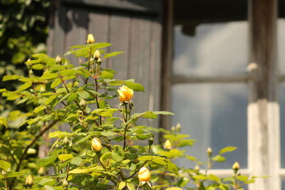 Close-up of yellow flowers growing on tree