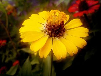 Close-up of yellow flower