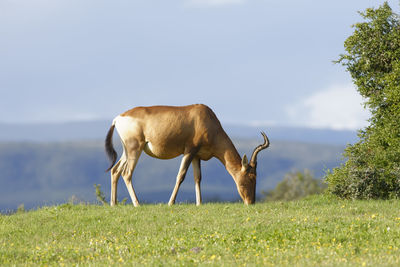 Side view of animal standing on field against sky