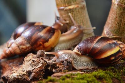 Close-up of snail on tree