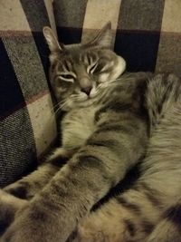 High angle view of cat resting on bed at home