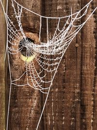 Close-up of spider web on wood