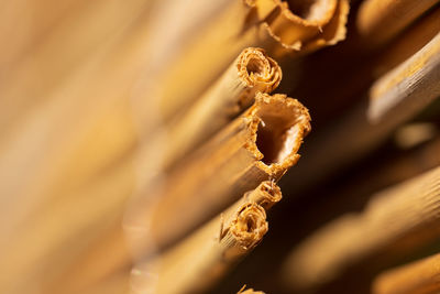 Close-up of dried plant