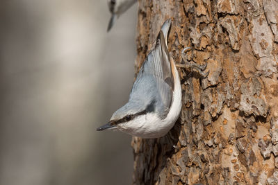 Close-up of bird perching on tree trunk