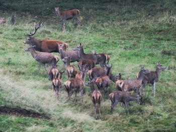 Horses grazing on field