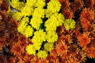 Full frame shot of yellow flowering plants