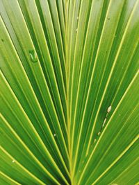 Close-up of tropical green leaf texture