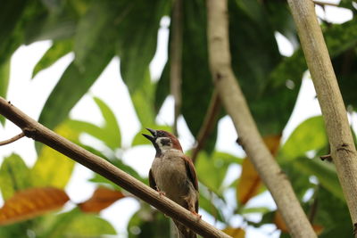 Close-up of bird perching on tree