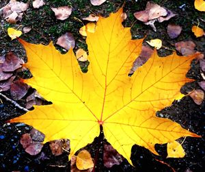 Close-up of yellow maple leaves during autumn