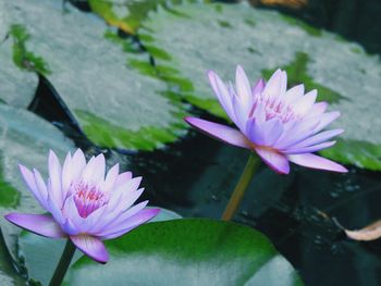 Close-up of water lily in lake