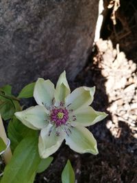 Close-up of flower