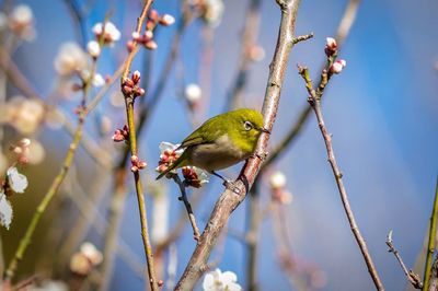 Close-up of bird perching on branch