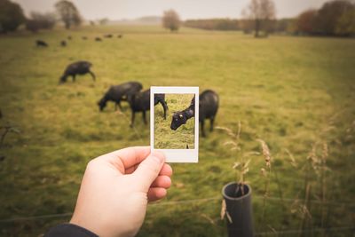 Cropped image of hand holding instant print transfer photo on field