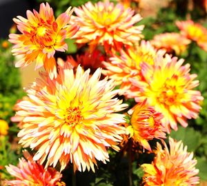 Close-up of yellow flower