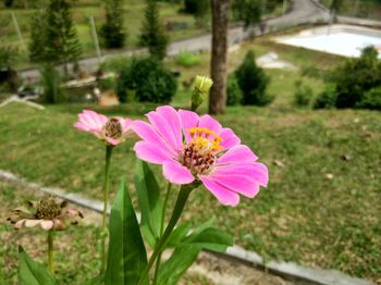 Close-up of cosmos flower blooming outdoors