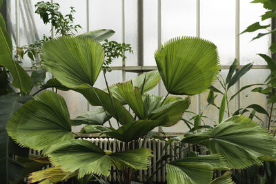 Close-up of potted plant