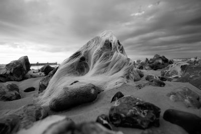 Seaweeds on rock