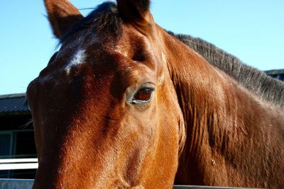 Close-up of a horse head