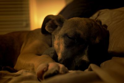 Dog sleeping on bed at home