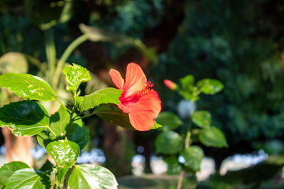 Close-up of red flowering plant