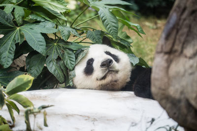 Close-up of panda by plant