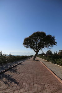 Surface level of footpath amidst trees against clear blue sky