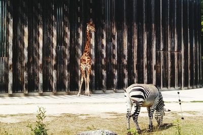 View of a horse in zoo