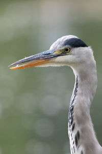 Close-up of a bird