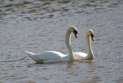 Swans swimming in lake