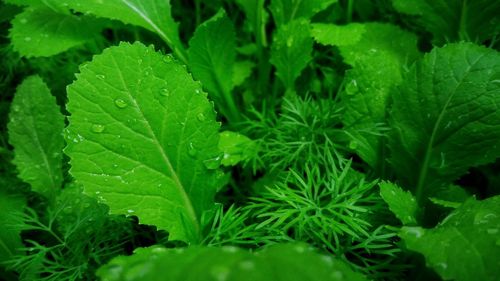 Close-up of water drops on plant