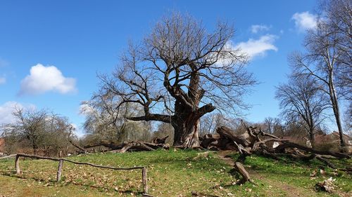 Bare trees on field against sky