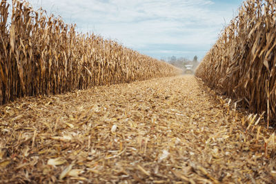 Crops growing on field