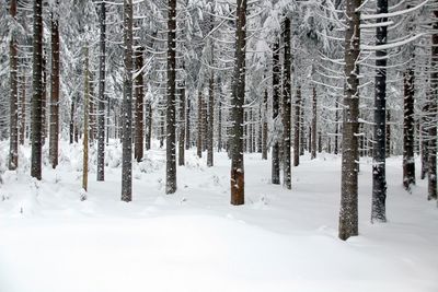 Snow covered pine trees in forest during winter