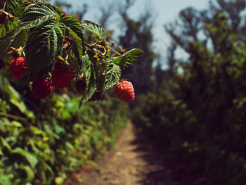 Close-up of strawberry growing on tree